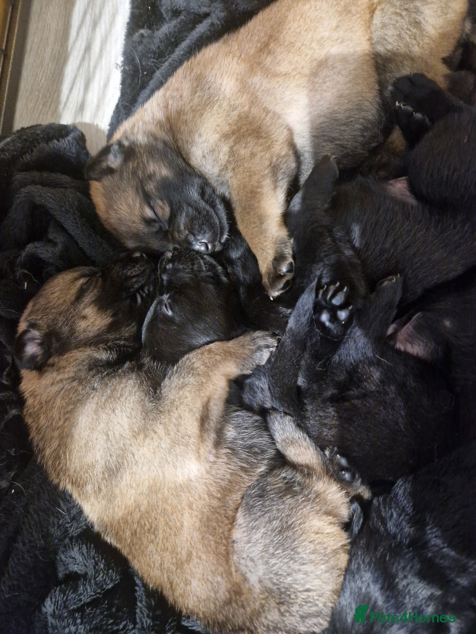 German Shepherd dogs Beautiful german shepherd puppies for sale  - Advert 5