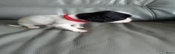 English Springer Spaniel dogs for sale: 7 x English Springer Spaniel puppies for sale - Advert 17