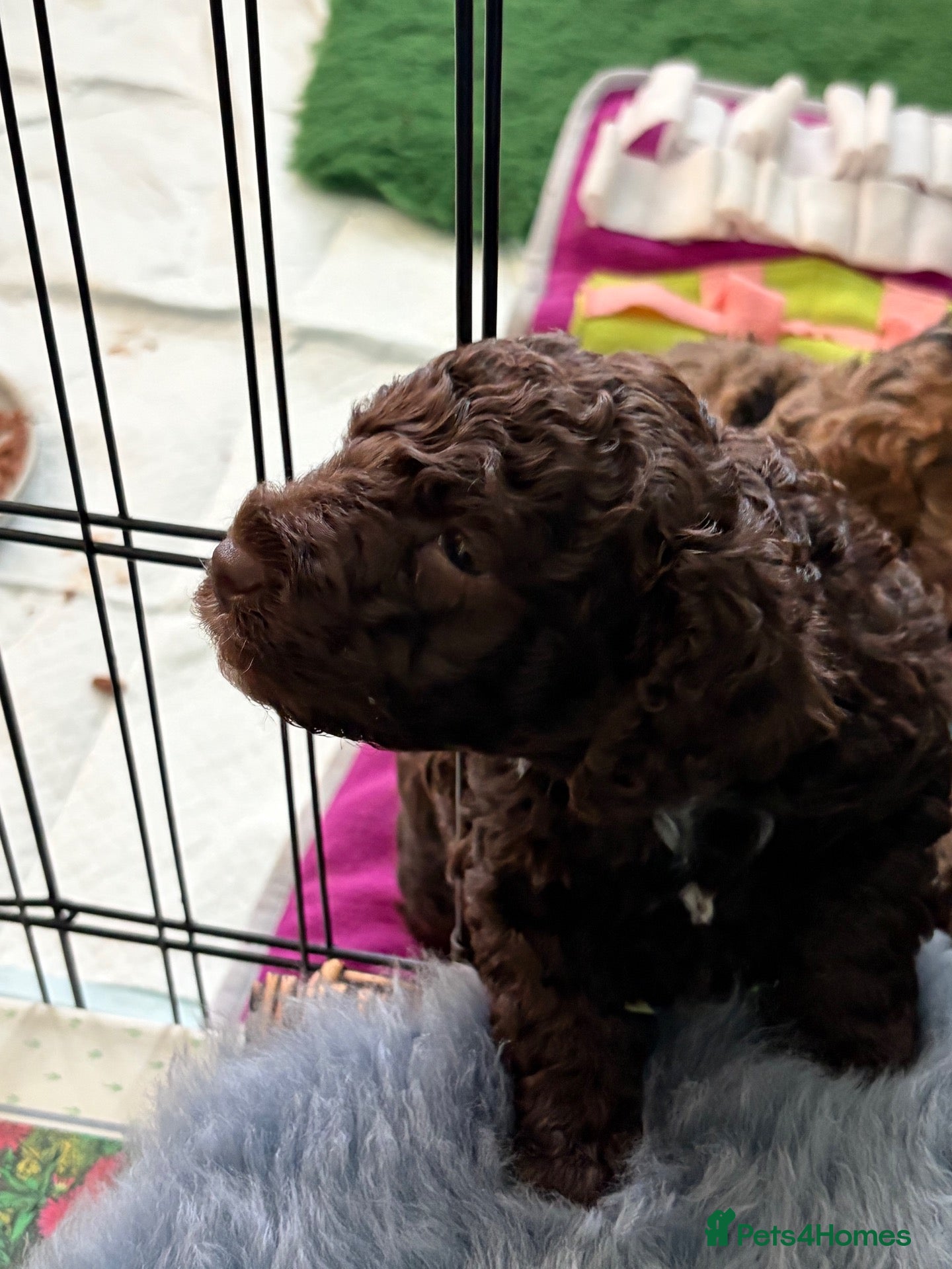 Cockapoo dogs Rare Chocolate Merle, Phantoms,Teddybear Girls | - Advert 2