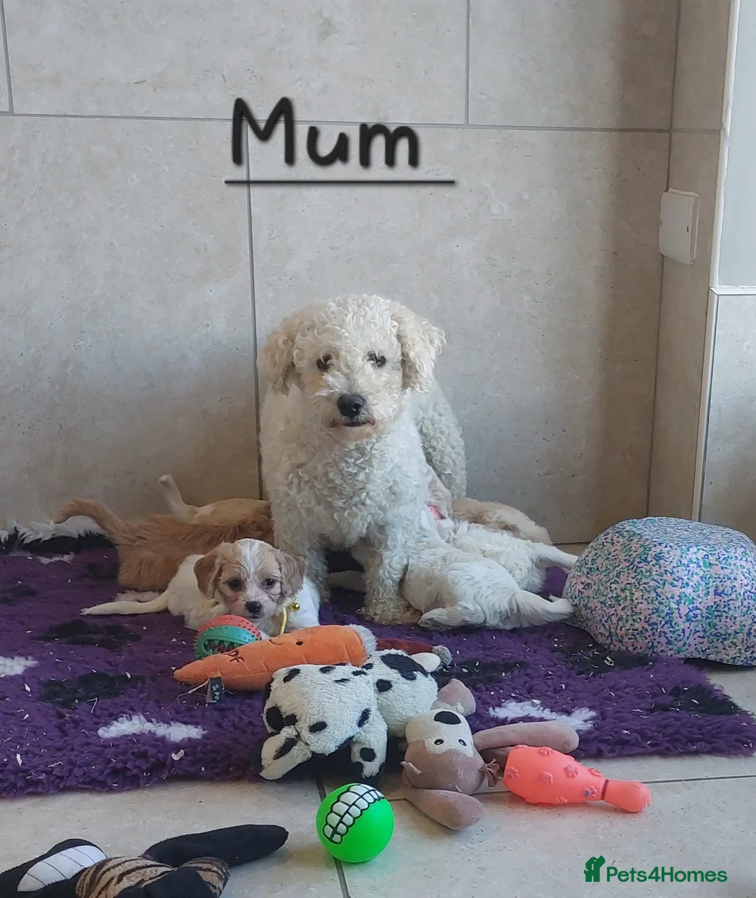 Cavachon dogs for sale: Beautiful Cavachon puppies 💕 - Advert 15