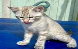 Savannah cats for sale: Superb snow leopard boys - Image 3