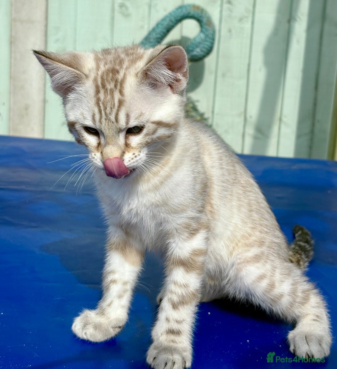 Savannah cats for sale: Superb snow leopard boys - Image 3