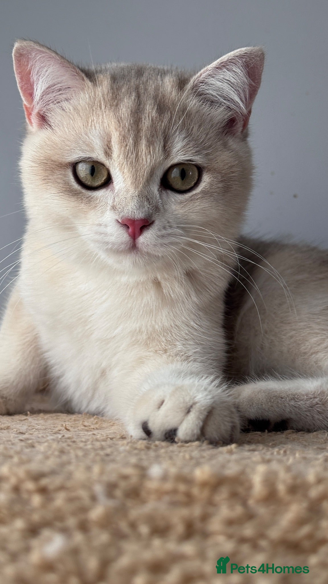 British Shorthair cats GCCF BSH READY FOR NEW HOME GOLD AND BLUE KITTENS - Advert 1