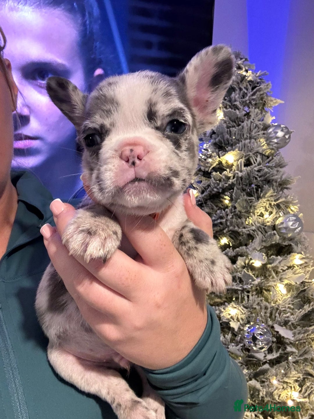 French Bulldog dogs for sale: French bulldog puppies  - Advert 10