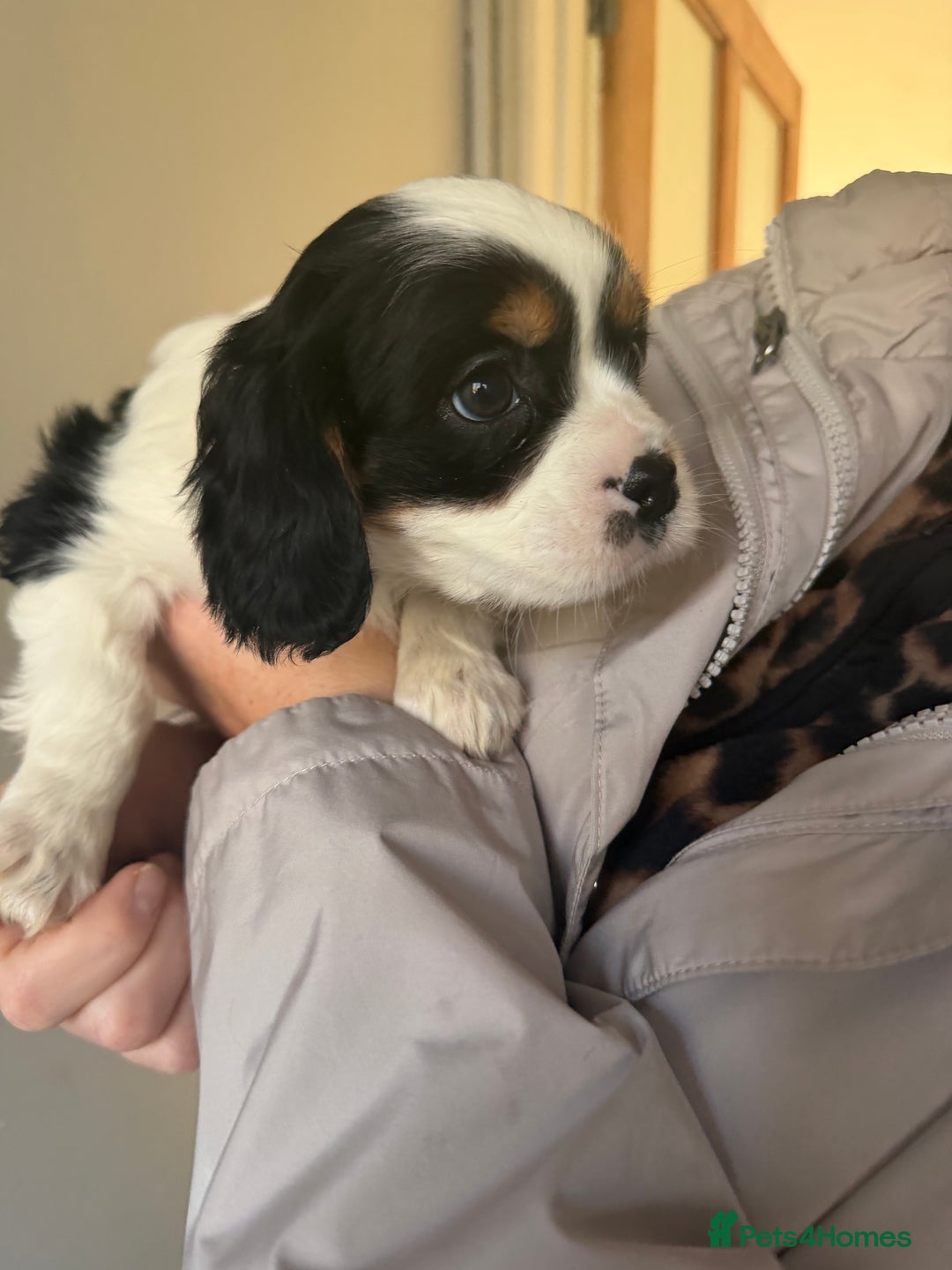 Cavalier King Charles Spaniel dogs for sale: 🐶King Charles Cavalier Puppies✨ STUNNING✨❤️🐶  - Advert 10