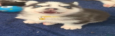 Siberian Husky Puppy 4