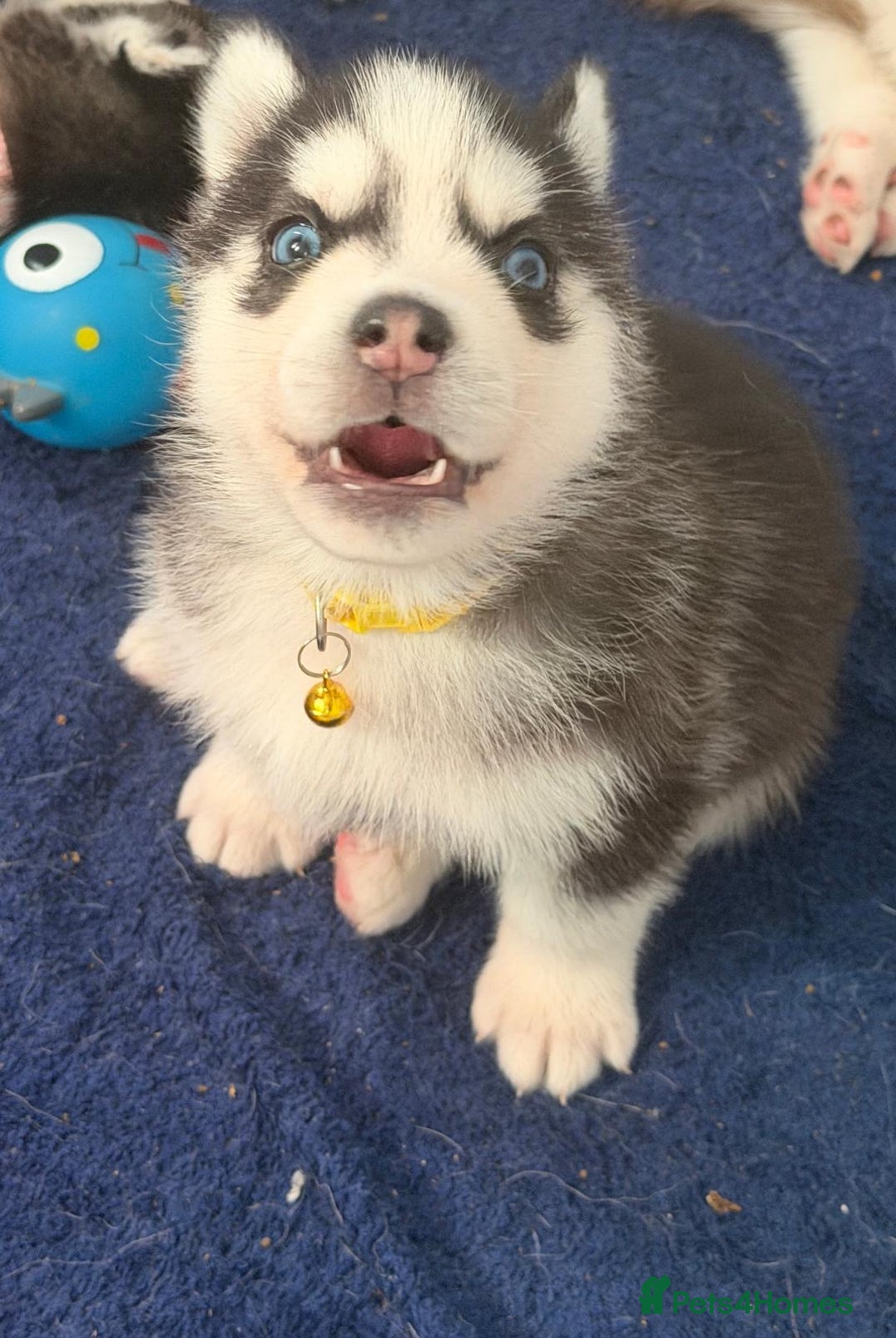 Siberian Husky dogs for sale: Pure Siberian Huskies - Advert 6