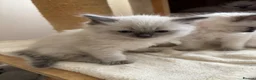Ragdoll cats for sale: ✨ Beautiful Blue Point Ragdoll Kittens ready now in Gloucester - Advert 5