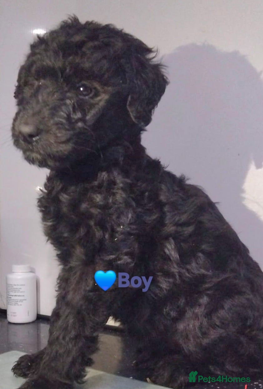 Mixed Breed dogs Standard Poodle X Lurcher  - Advert 8