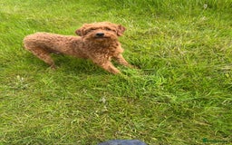 Labradoodle dogs for sale: Red curly labradoodles (F1b) - Image 13