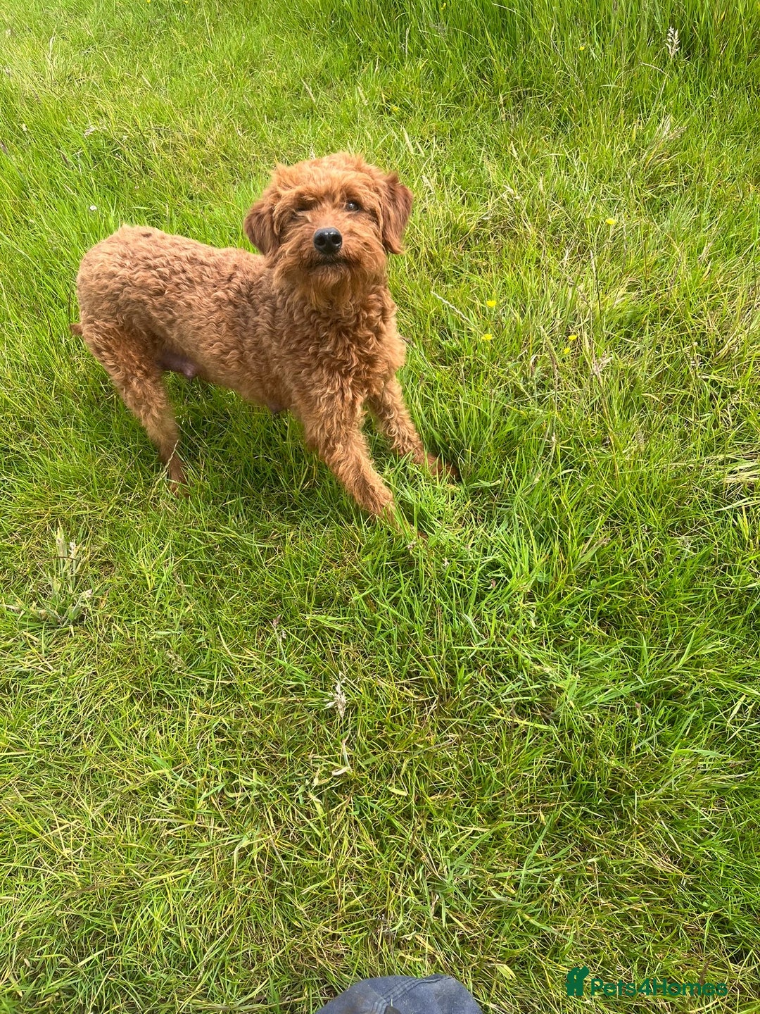 Labradoodle dogs for sale: Red curly labradoodles (F1b) - Image 13