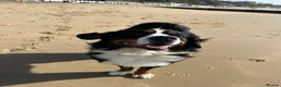 Bernese Mountain Dog dogs for sale: 2 Yr old Bernese - Advert 2