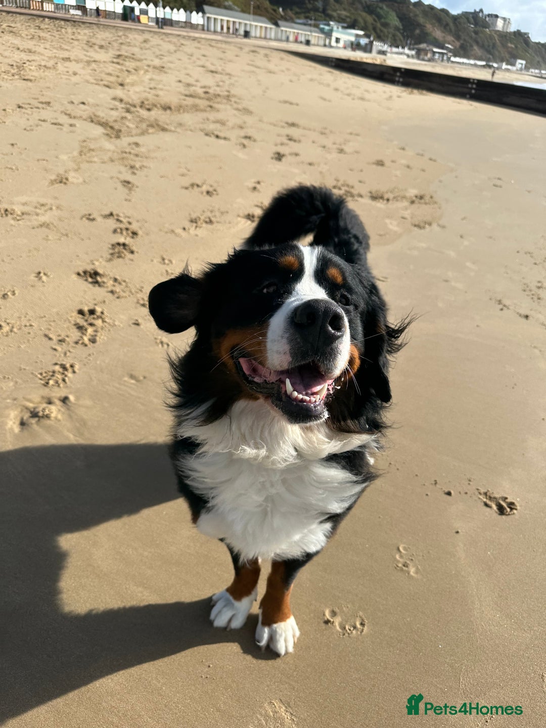 Bernese Mountain Dog dogs for sale: 2 Yr old Bernese - Advert 2
