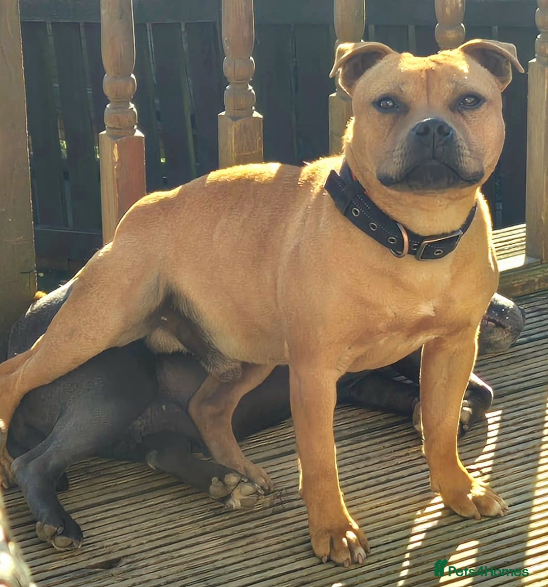 Staffordshire Bull Terrier dogs for stud: 🥨RED BOY"GUSS"🥨 in Birmingham - Advert 1