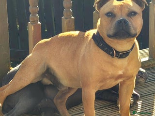 Staffordshire Bull Terrier dogs 🥨RED BOY"GUSS"🥨 in Birmingham - Advert 1