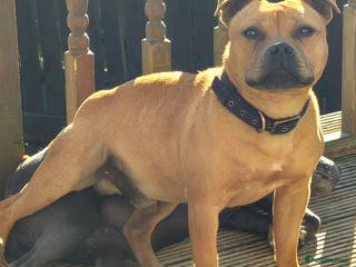 Staffordshire Bull Terrier dogs 🥨RED BOY"GUSS"🥨 in Birmingham - Advert 10