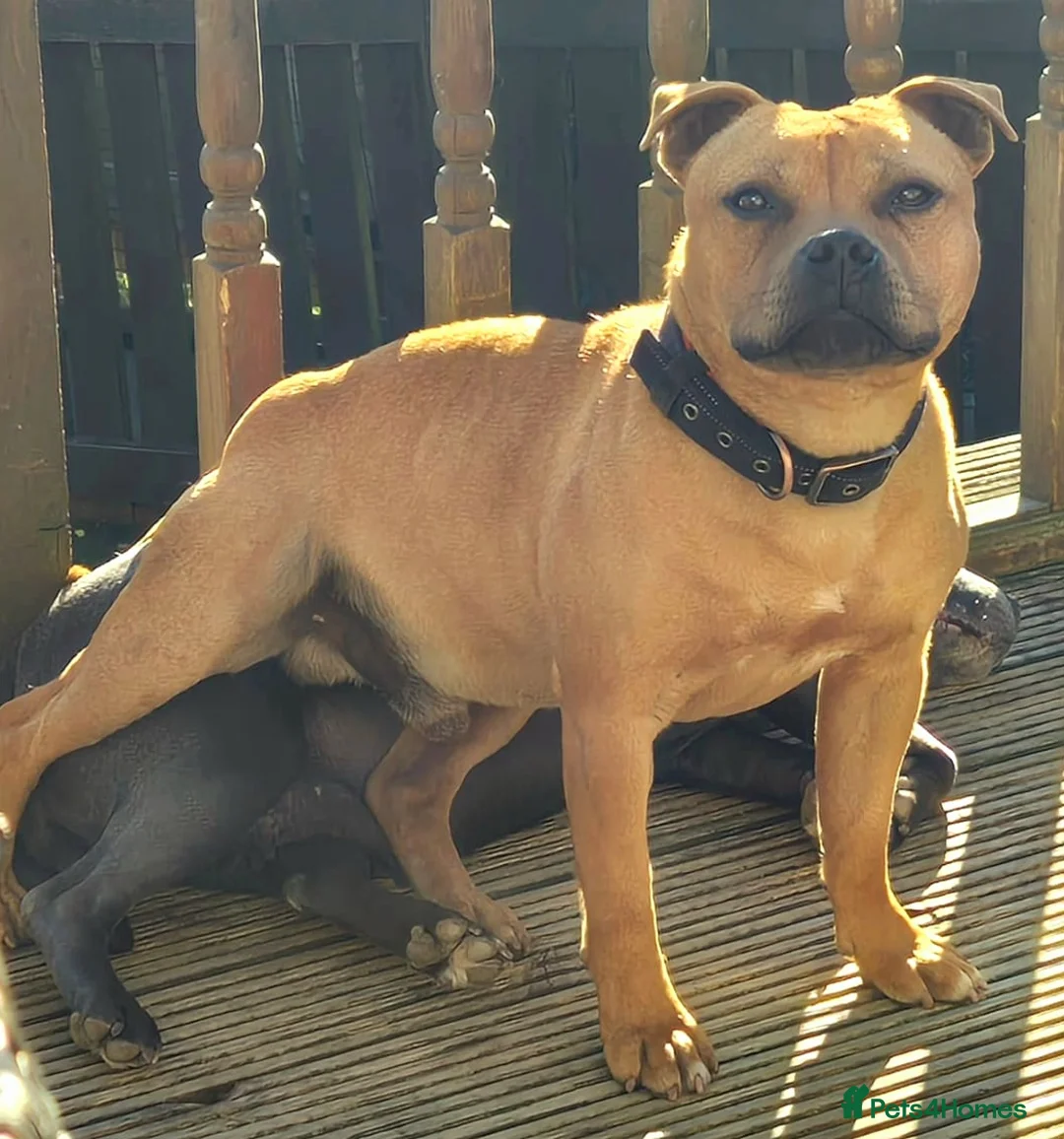 Staffordshire Bull Terrier dogs for stud: 🥨RED BOY"GUSS"🥨 in Birmingham - Advert 1
