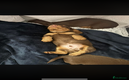 Miniature Dachshund dogs for sale: Beautiful long haired chocolate dachshunds  - Image 2