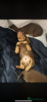Miniature Dachshund dogs - Advert 12