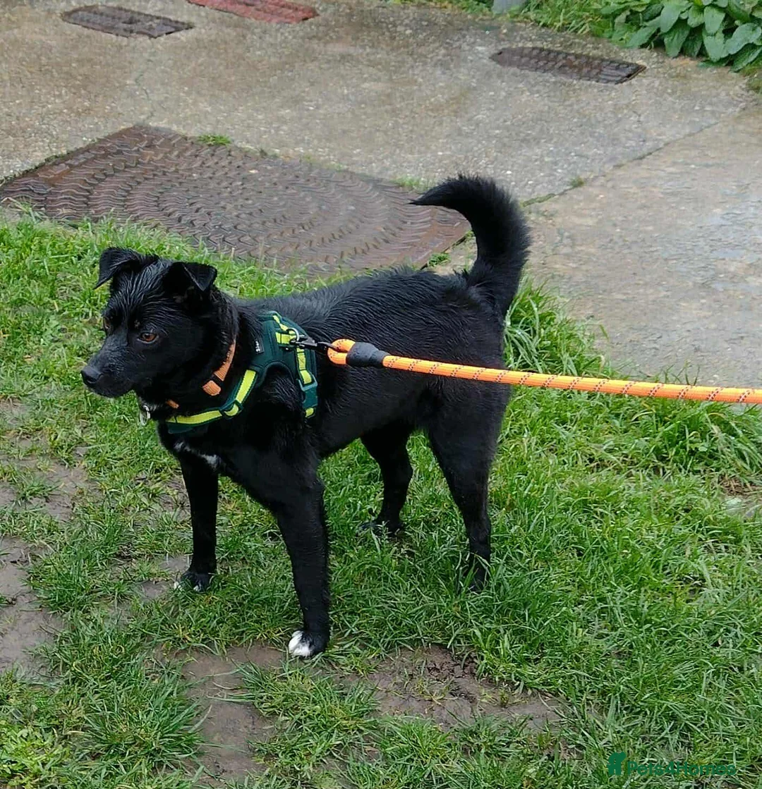 Mixed Breed dogs for adoption: Spirit for adoption in Bedford - Advert 11