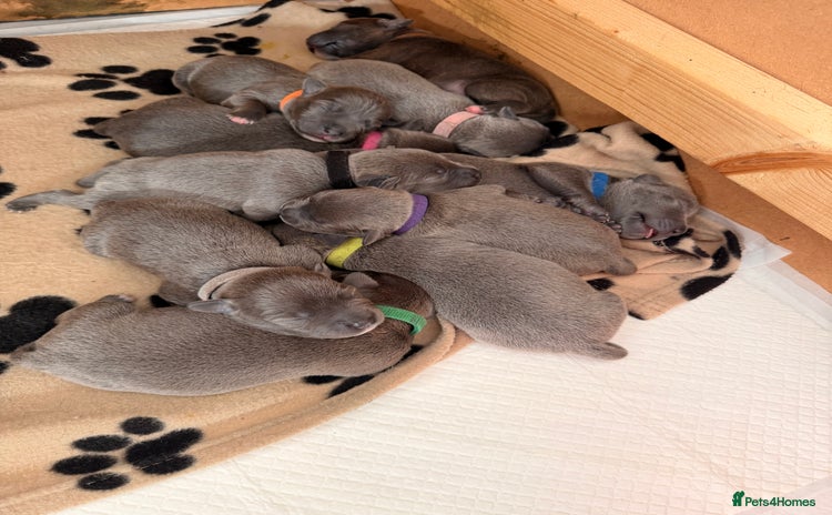 Staffordshire Bull Terrier dogs 💙Blue x Rare Fawn Staffordshire Bull Terrier Pups - Advert 1