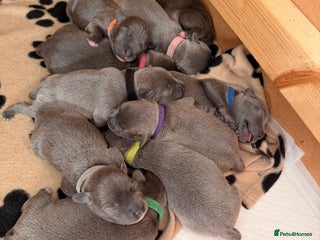 Staffordshire Bull Terrier dogs 💙Blue x Rare Fawn Staffordshire Bull Terrier Pups - Advert 2