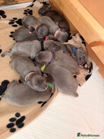 Staffordshire Bull Terrier dogs 💙Blue x Rare Fawn Staffordshire Bull Terrier Pups - Advert 1