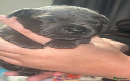 Staffordshire Bull Terrier dogs for sale: Beautiful blue staff puppies  - Image 8