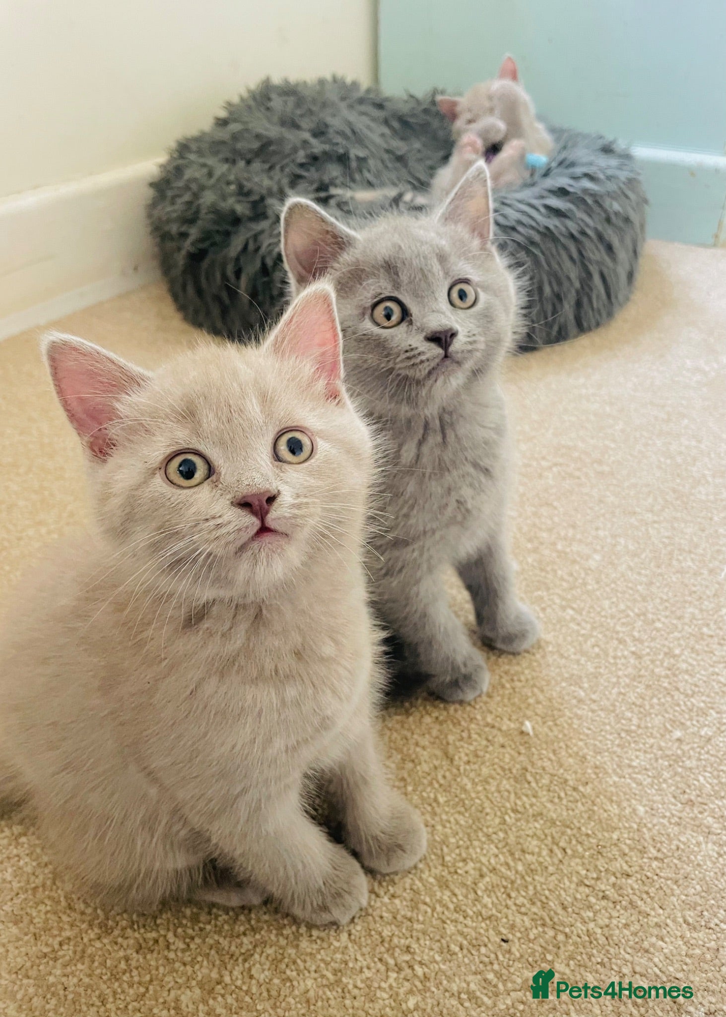 Russian Blue cats Ready Friday Russian Blue/British Shorthair - Advert 16