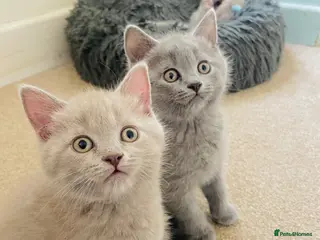 Russian Blue cats Ready Friday Russian Blue/British Shorthair - Advert 16