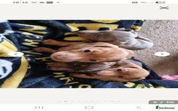 Miniature Dachshund dogs for sale: Miniature dachshund puppy  - Image 4