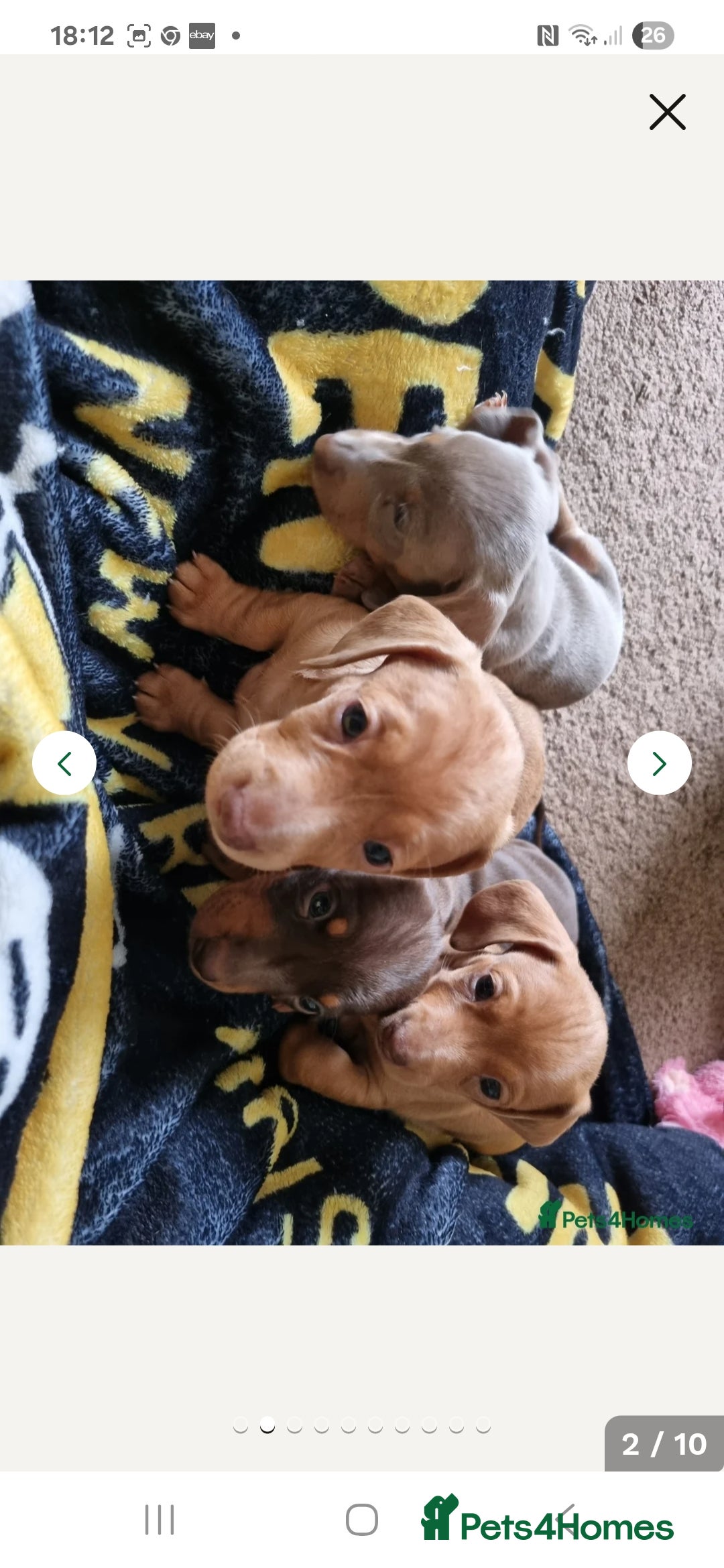 Miniature Dachshund dogs for sale: Miniature dachshund puppy  - Image 4