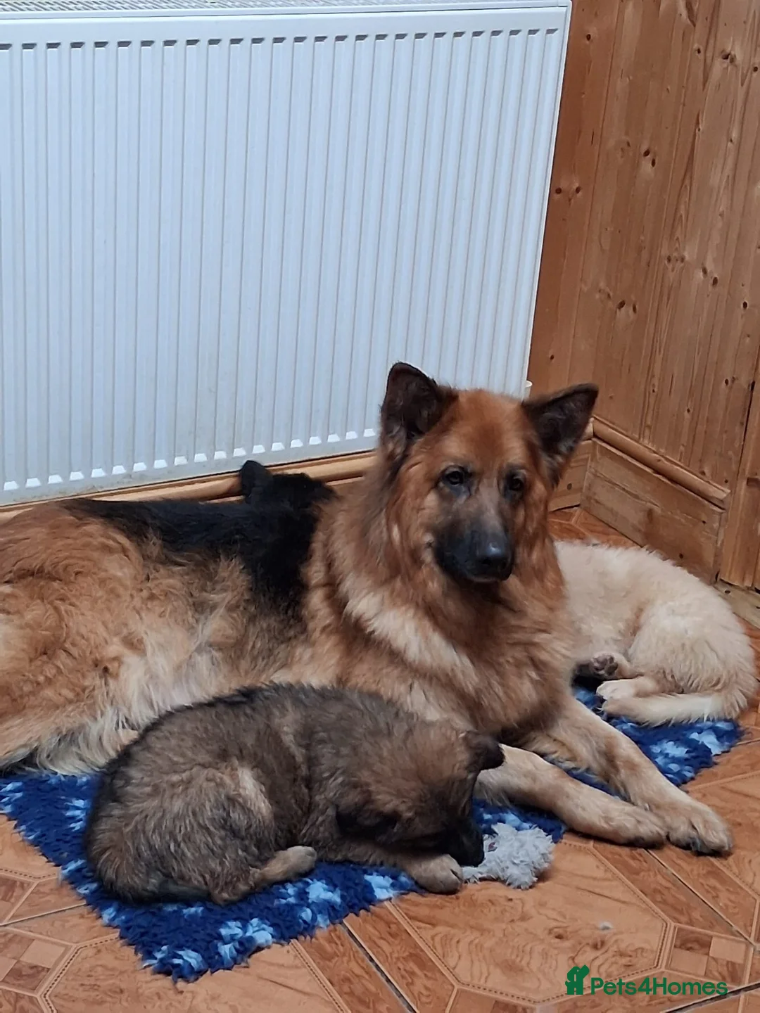German Shepherd dogs for sale: Beautiful long haired straight back GSD babies  - Advert 5