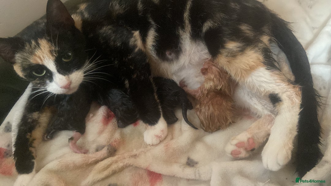 Mixed Breed cats for sale: Beautiful litter 3 girls and one boy  - Image 10