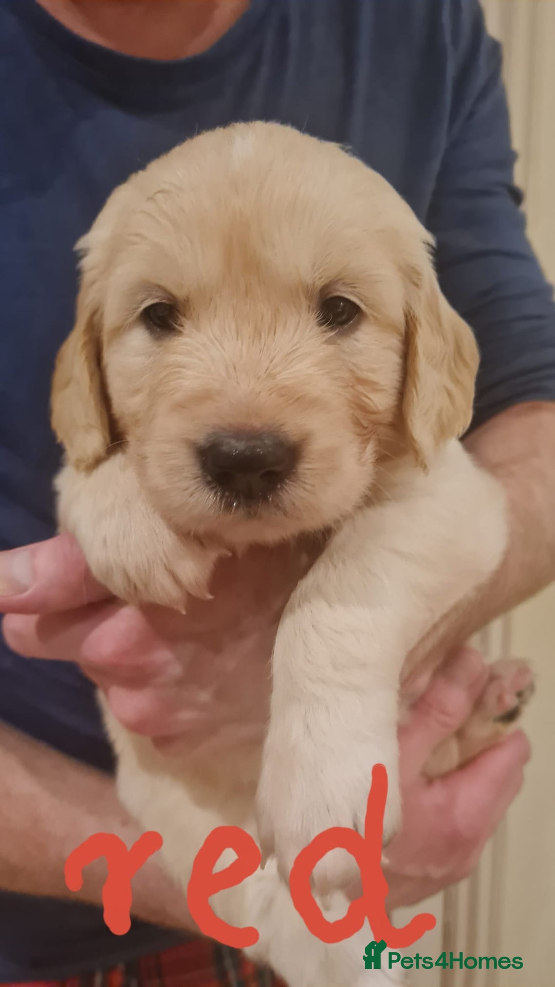 Golden Retriever dogs for sale: Golden Retriever puppies - Advert 14