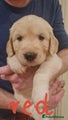 Golden Retriever Puppy 1
