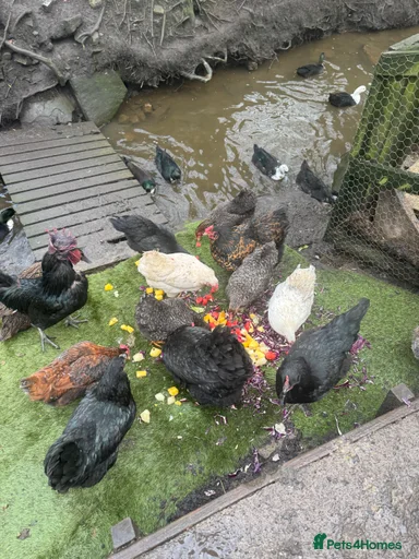 Gallery Image {{count}}