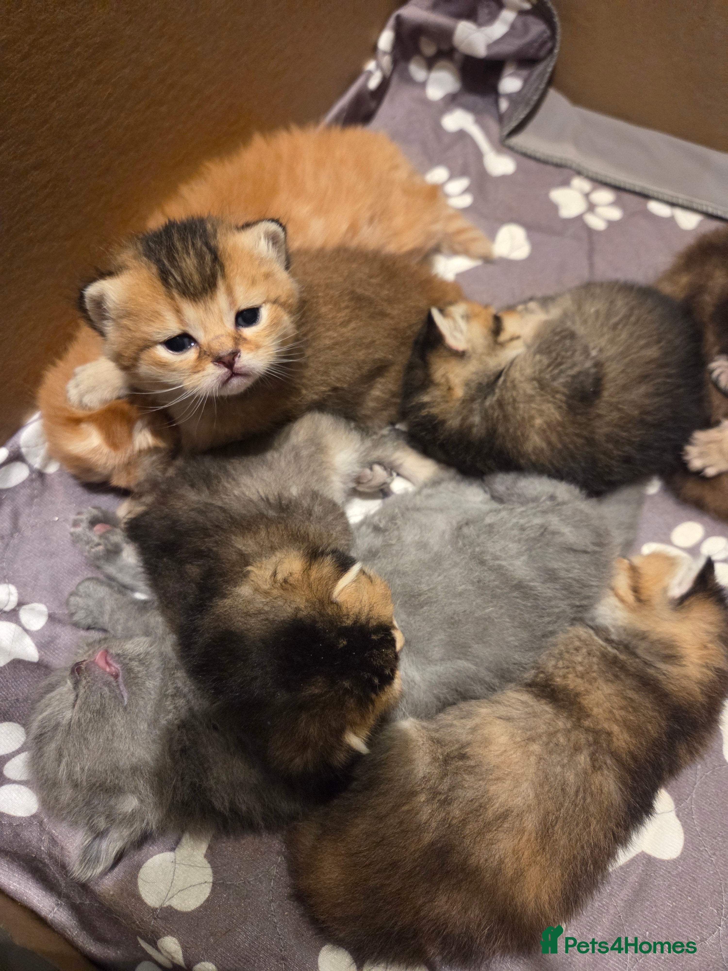 Scottish Fold cats Scottish Fold Kittens - Advert 13