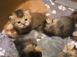 Scottish Fold cats Scottish Fold Kittens - Advert 13