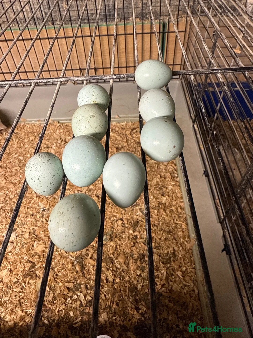 Quail poultry for sale: Celadon Quail hatching eggs x12 - Advert 17