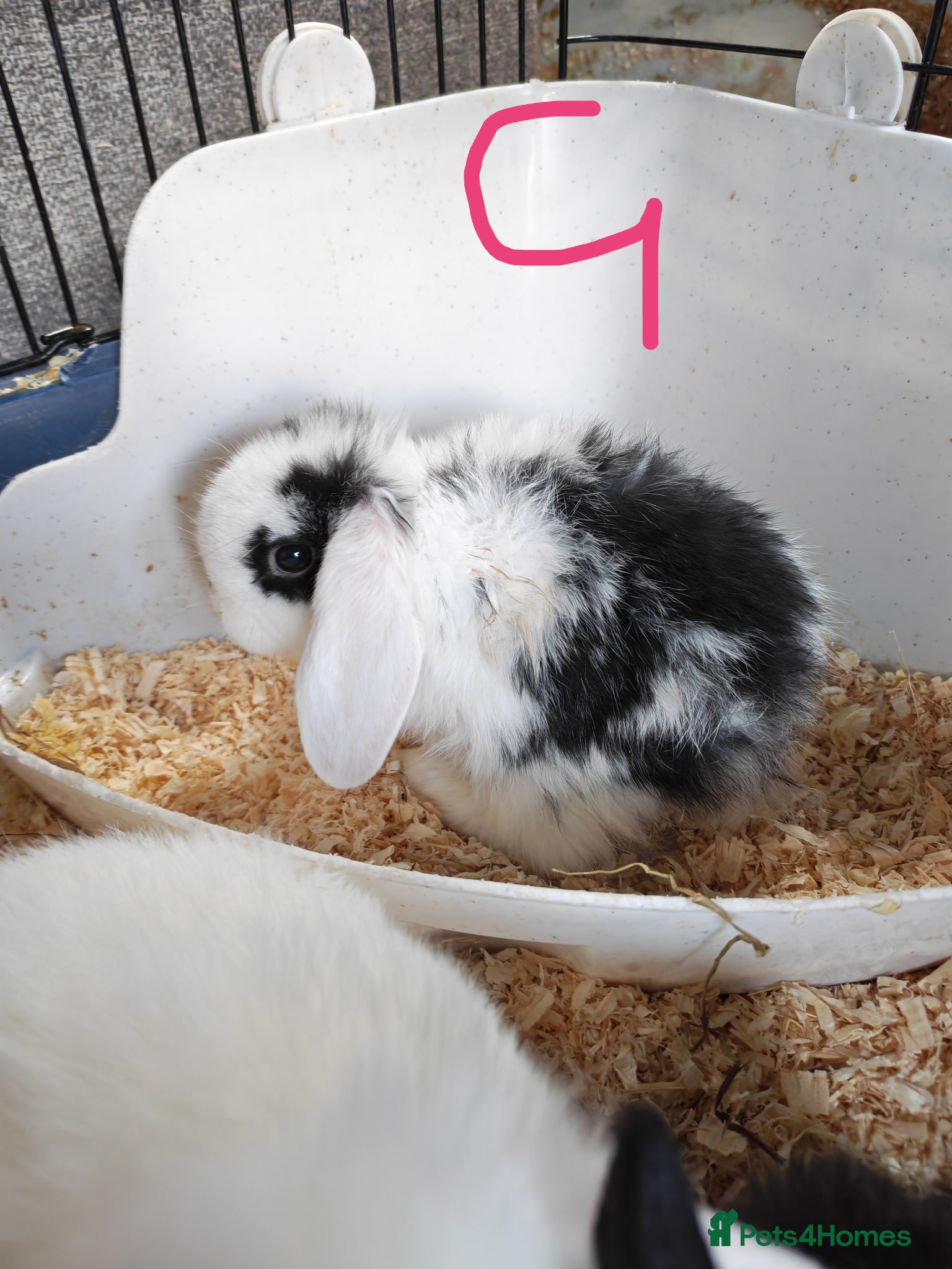 Mini Lop rabbits Pure Bred Mini Lops - Advert 20