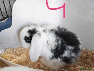 Mini Lop rabbits Pure Bred Mini Lops - Advert 20