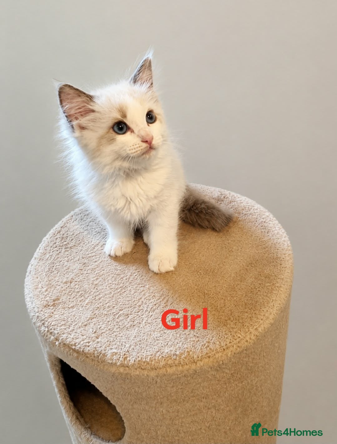 Ragdoll cats Bicolour ragdoll kittens  - Advert 15