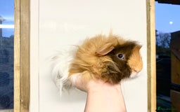 Guinea Pig rodents for sale: Long haired Guinea Pigs For Sale - Image 25