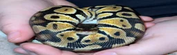 Python Snake reptiles for sale: Royal ball python  - Advert 6