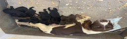 Sprocker dogs for sale: Sprocker Spaniel Puppies  - Advert 3