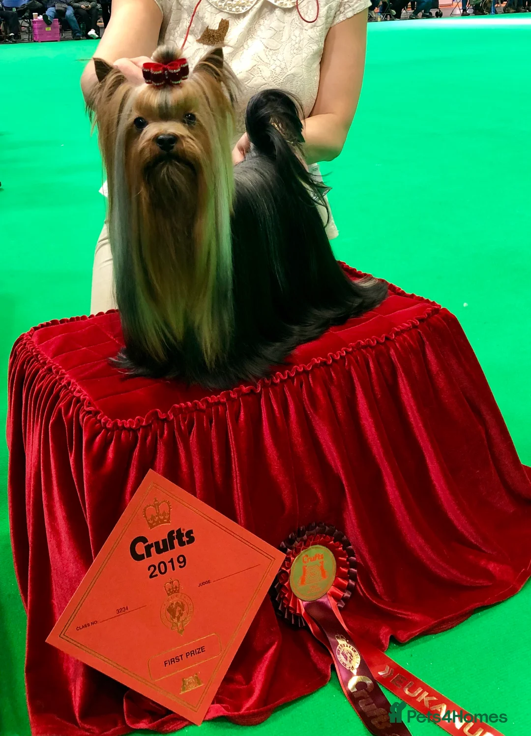 Yorkshire Terrier dogs for stud: Stunning UK champion small stud dog DNA tested in Rotherham - Advert 13