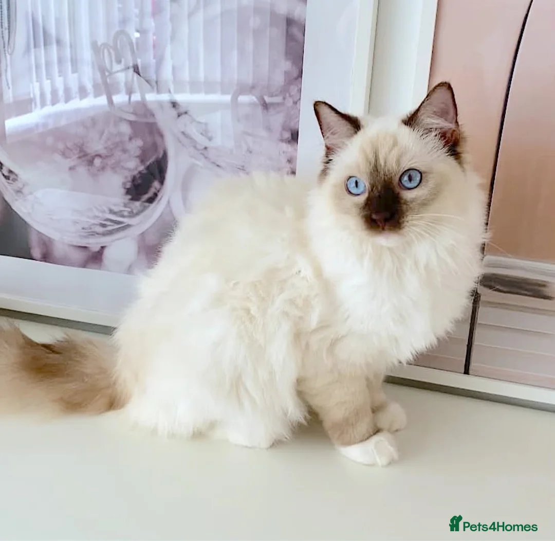 Ragdoll cats for sale: GCCF ACTIVE (FOR BREEDING) SEAL POINT MITTED GIRL - Advert 1