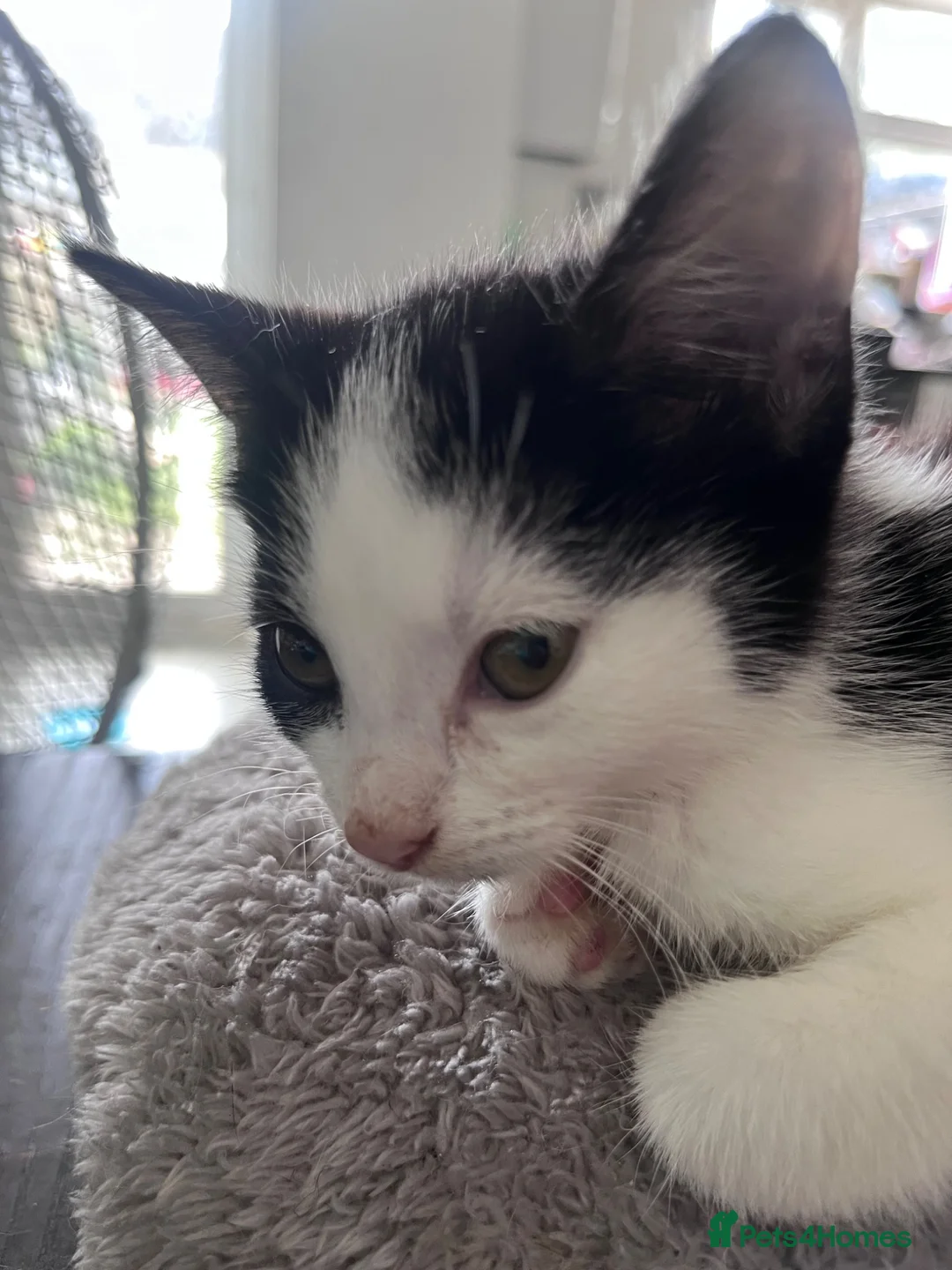 Mixed Breed cats for sale: 5 stunning kittens - Advert 2