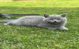 British Shorthair cats for sale: I'll give it into good hands. - Image 9
